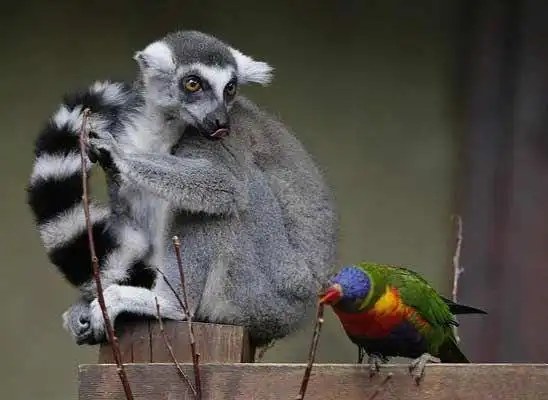 动物园里,一只厚脸皮的狐猴试图使人们认为-鹦鹉发出的声音是它发出的