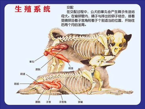 m769狗生殖系统结构示意图宠物店装饰贴画纸展板喷绘海报印制2575
