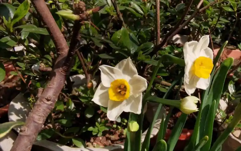 水仙花—金盏银台