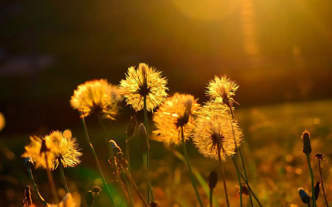 小花朵清新桌面壁纸