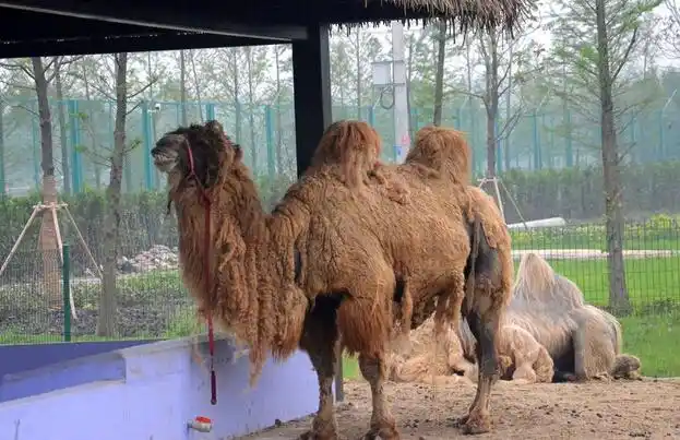 泰州溱湖动物园景点电子门票