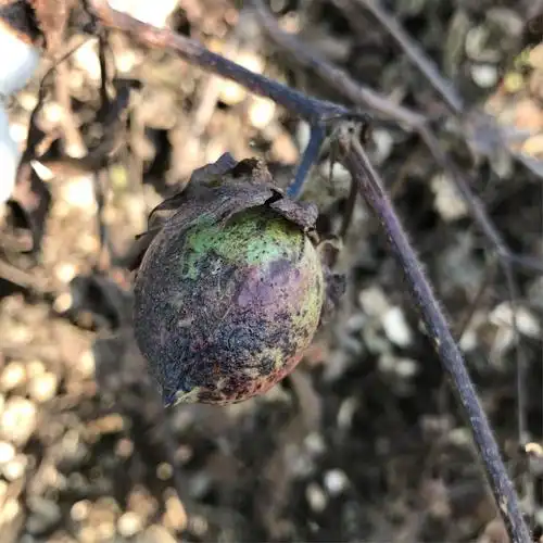 还未炸开的棉花果