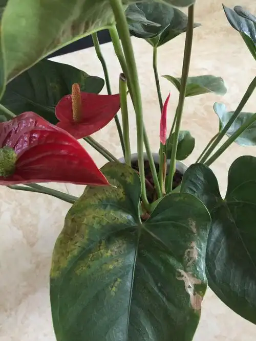 请问各位养花的达人,我这盆红掌是怎么了,叶子上面有些小黑斑,叶缘