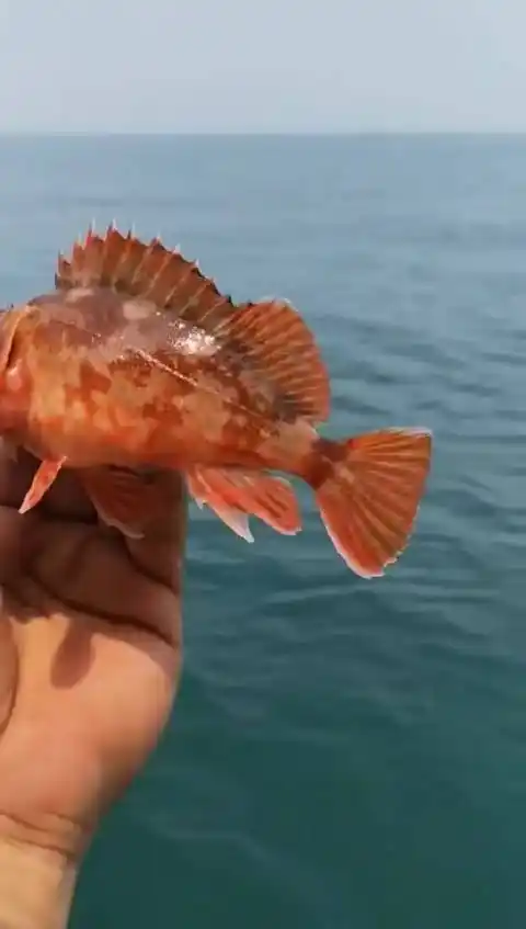 【石翁鱼】广东人称石狗公/十九公!营养非常丰富!煲汤顶级鱼类!