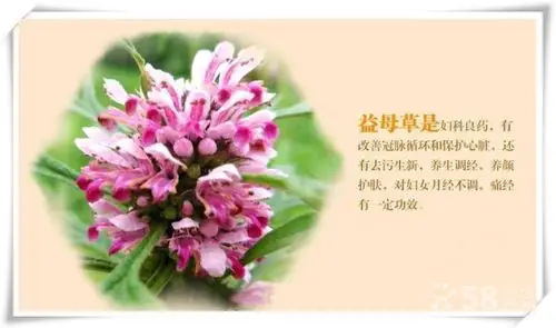 对子宫的作用:益母草对子宫有明显的兴奋作用,表现为子宫张力增强