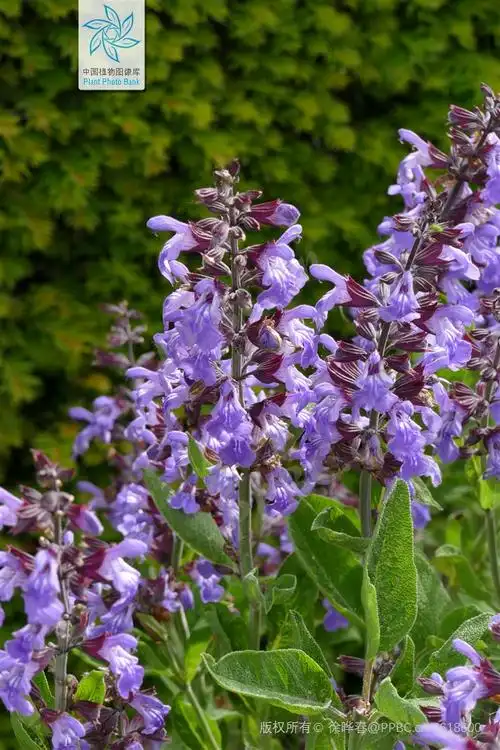 来点鼠尾草给生活加点料丨花花万物