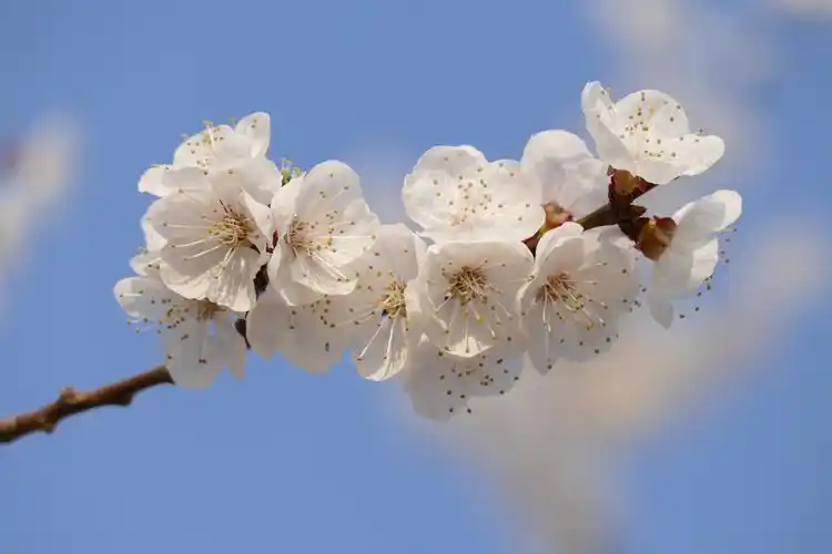 杏花枝上着春风礼泉县烟霞镇山底村御杏园