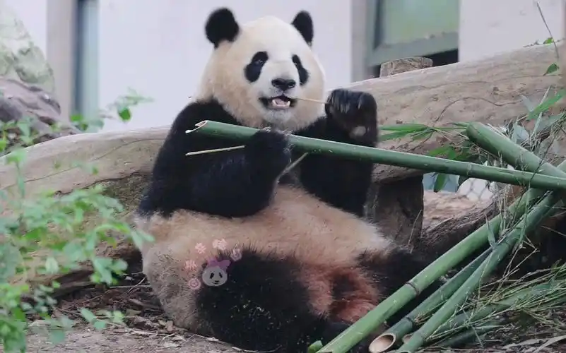 【大熊猫淼淼】好久不见,还是那个可爱滴六水公主