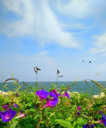 鲜花,大海与蓝天.