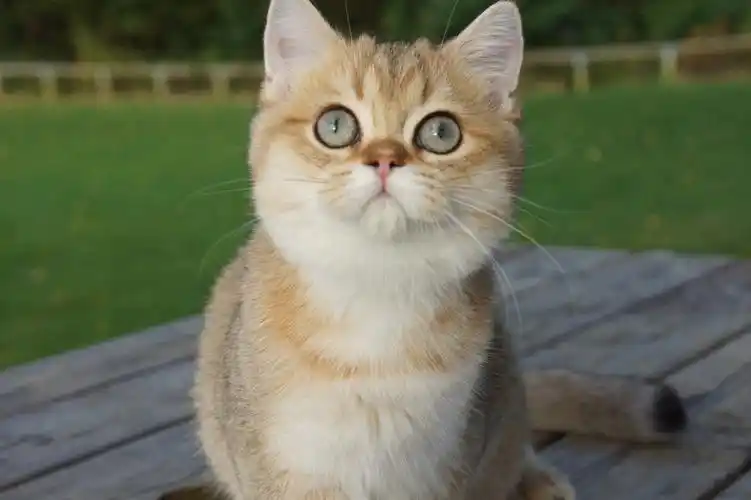 辛巴血线英短金渐层ny11找新家可全球76