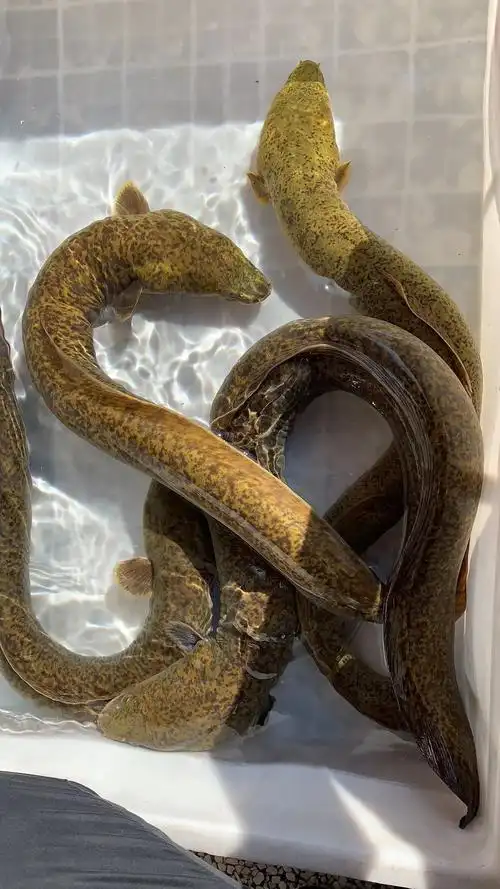 鳗鱼活体巨型优惠专场