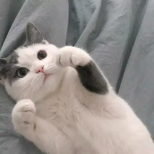 有没有敲可爱的猫咪头像