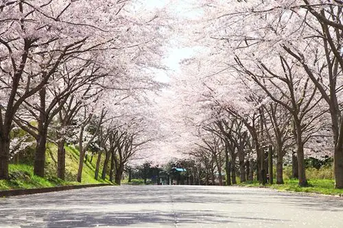 (停留时间约60分钟)～[日本百选赏樱名所]大阪造币局百万樱花大道或