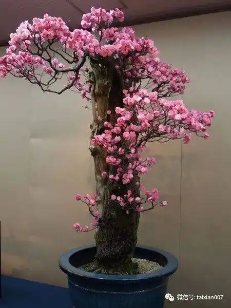 极品梅花盆景200款,绝对值得一看!