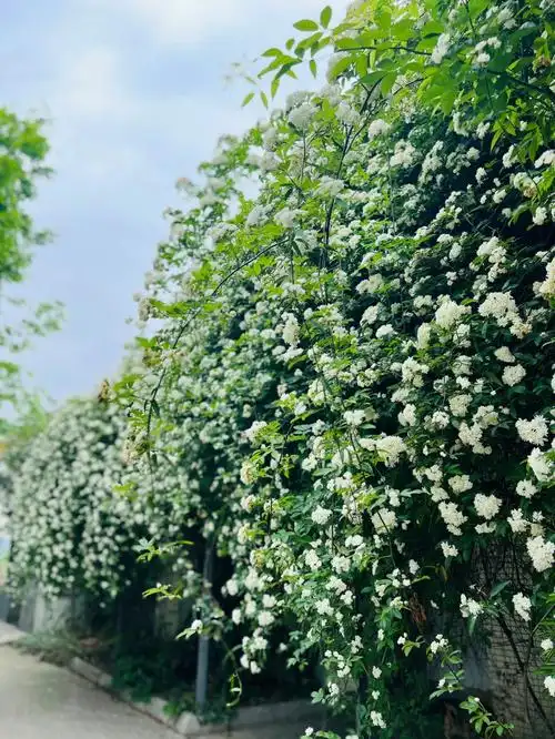 p data-id="txtozu1j2bfz">七里香,芸香科九里香属草本植物.