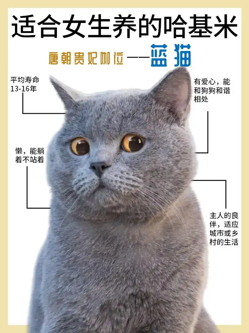 适合女生养的哈基米,唐朝贵妃咖位—蓝猫.蓝胖子喜欢安静,不吵 - 抖音