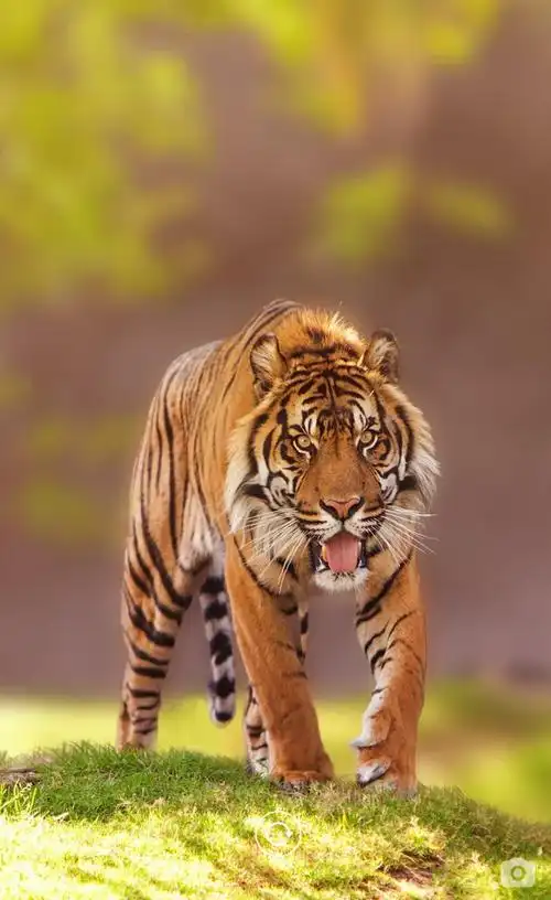 虎- 堆糖,美图壁纸兴趣社区