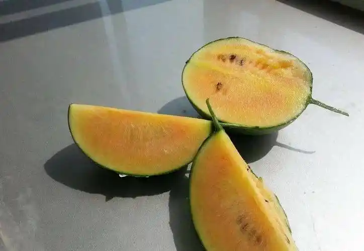 "彩色西瓜"高空挂, 这个瓜非常好吃!