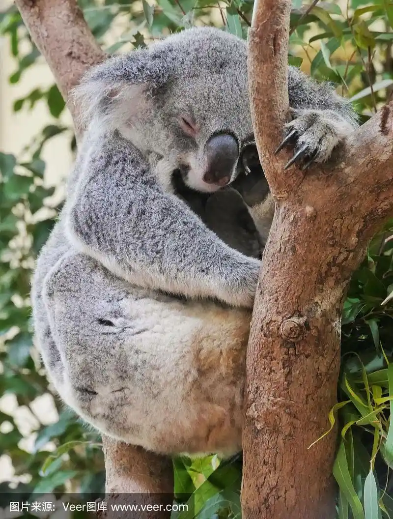 考拉熊在树上睡觉