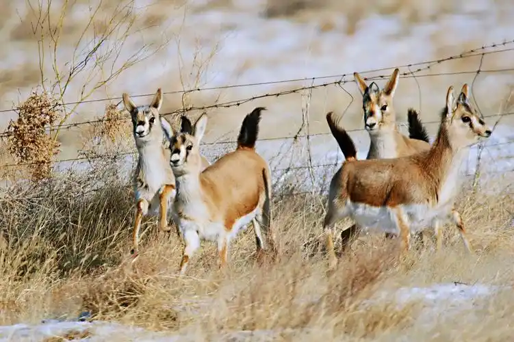 濒危野生动物——鹅喉羚