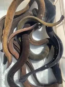 鳗鱼河鳗白鳝活体白鳗河鳗鳗鲡河鳗新鲜鲜活鱼类新鲜鱼河鳗山鳗