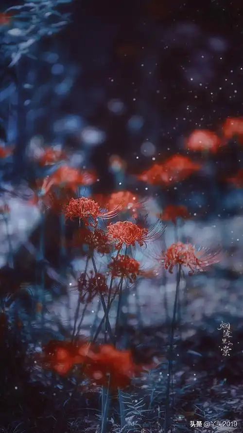 别样凄美的彼岸花主题人物插画