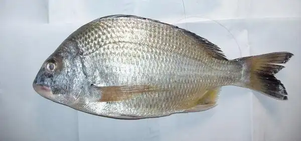 矶钓人的梦想,大白腊