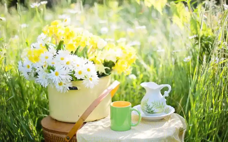 小雏菊唯美花卉桌面壁纸