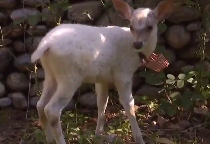 可可爱爱!陕西发现1只纯白色梅花鹿,通体雪白
