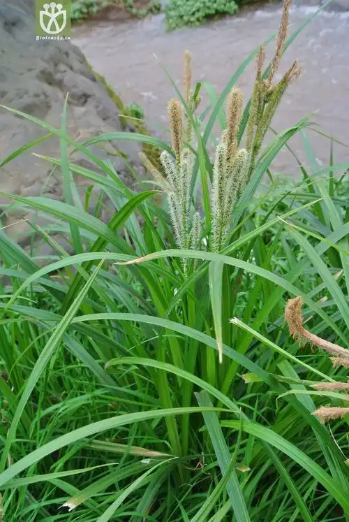 cyperaceae-carex confertiflora密花薹草-云南大关乌蒙山三江口 (5).