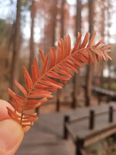 变色的水杉树叶.