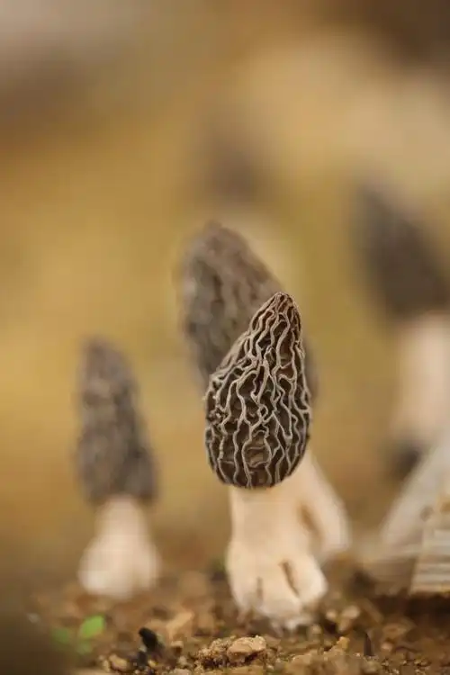 众拍丨抢鲜上市日照羊肚菌撑起乡村振兴致富伞