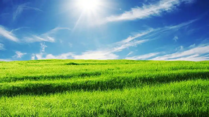 绿色清新的植物护眼桌面壁纸