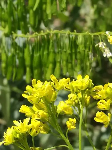 慕名而来～板蓝根花