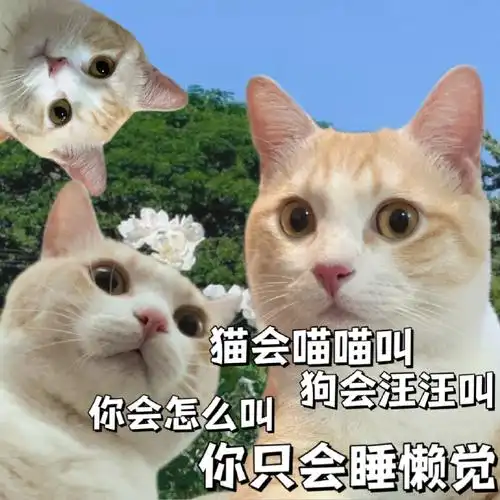 可爱表情包更新了