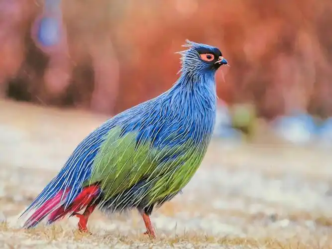 难得一见的世界珍稀鸟类摄影展