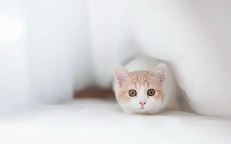 可爱动物猫咪高清电脑桌面壁纸下载