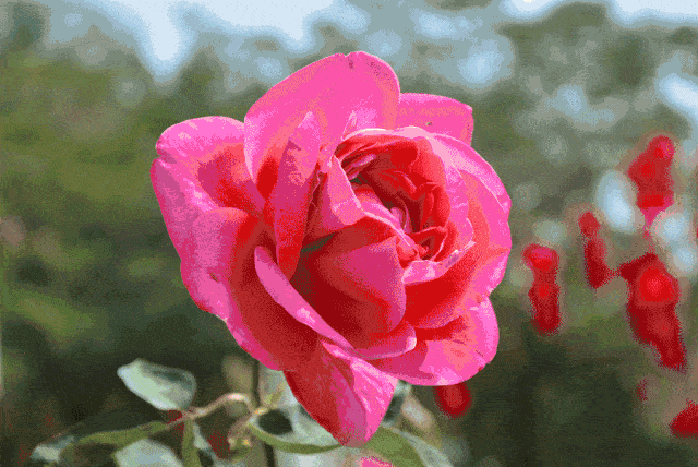 640_428gif 动态图 动图