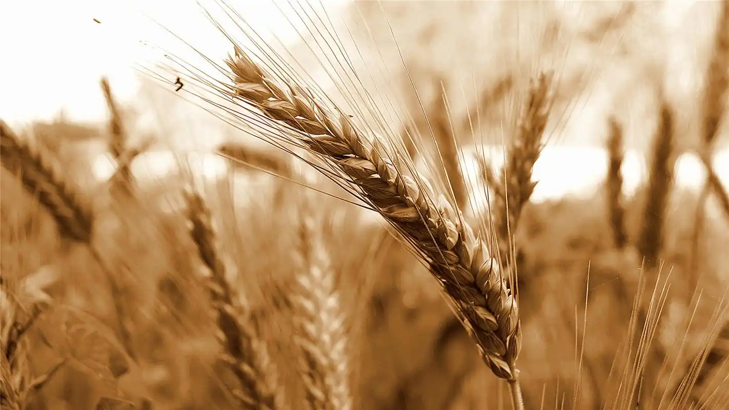 丰收的麦穗高清桌面壁纸