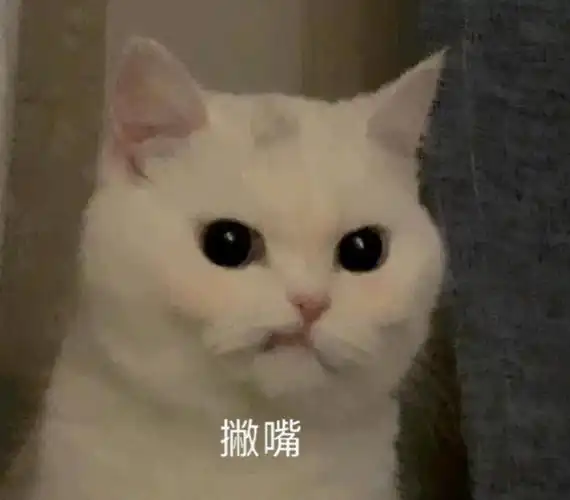 萌宠gif猫星人gif瘪嘴gif生气gif呆萌gif可爱gif