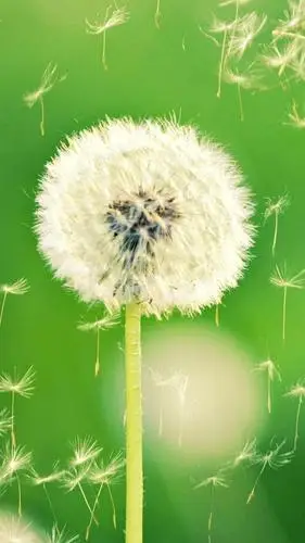 唯美意境清新花草