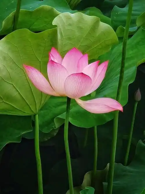 荷花——纯洁高雅,一种超凡脱俗的美