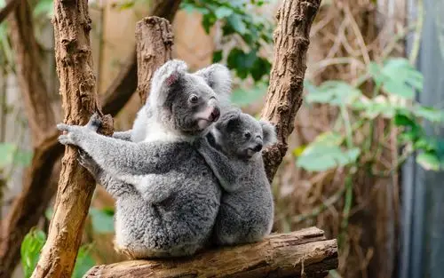 澳大利亚树袋熊(考拉)图片,高清图片,电脑桌面-壁纸族