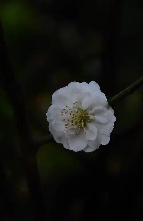 2015花卉(4)——白桃花