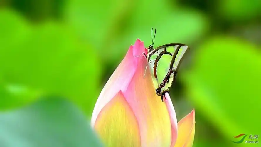 [动物] 荷花---彩蝶