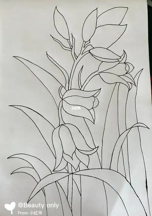 黑白线条临摹练习