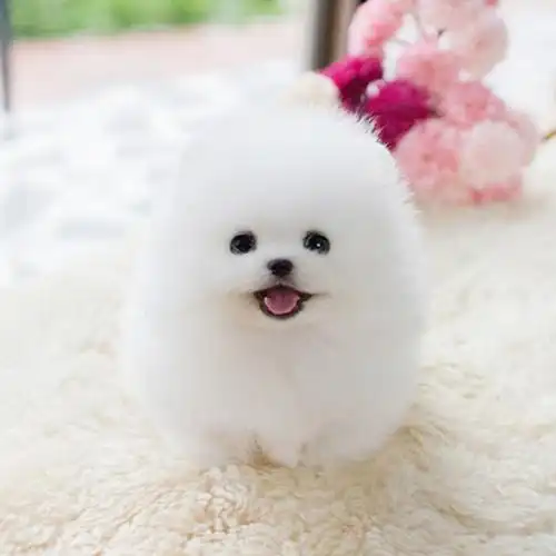 特价宠物狗活体