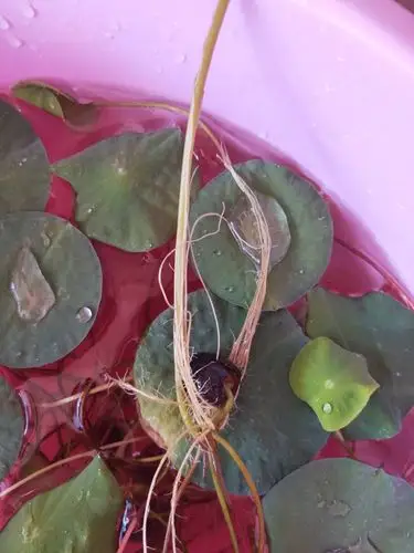 睡莲的观察日记——记录员:郑承新