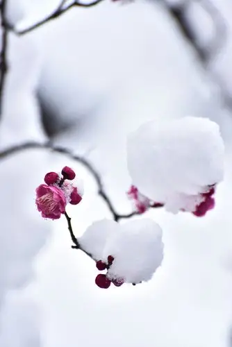 梅花之雪