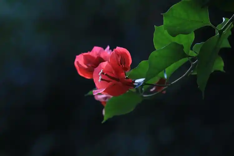 2020年一个难忘的春天